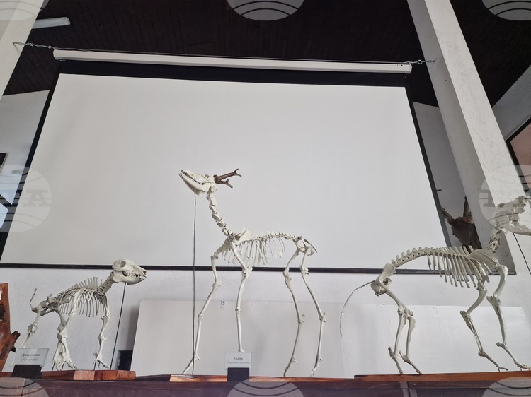 Природонаучният музей в Черни Осъм представя нови скелетни експонати на диви животни, изработени от естествени кости и полиестерни смоли.